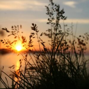 silhouette of grasses against the light of setting sun